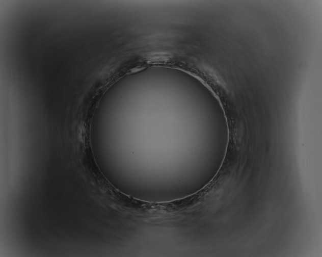 X0000100781445200806191252