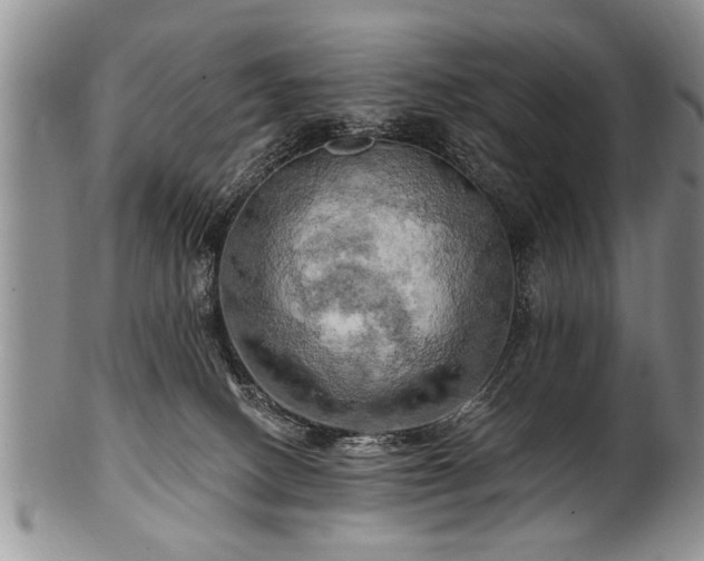 X0000100780082200806261639