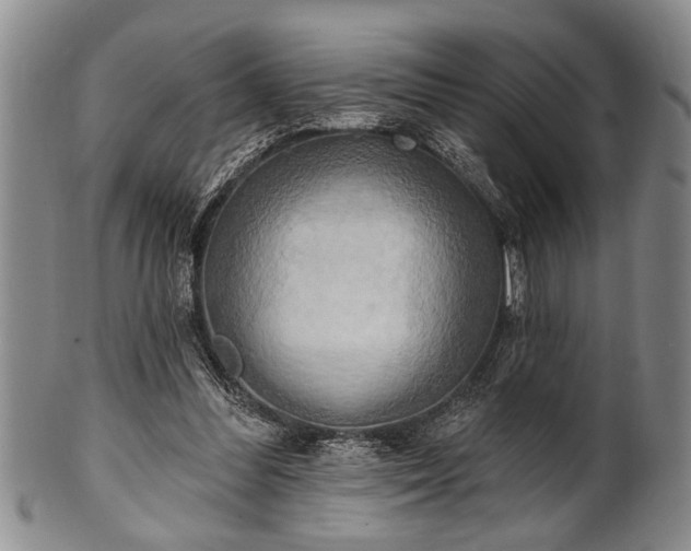 X0000100780300200806261635