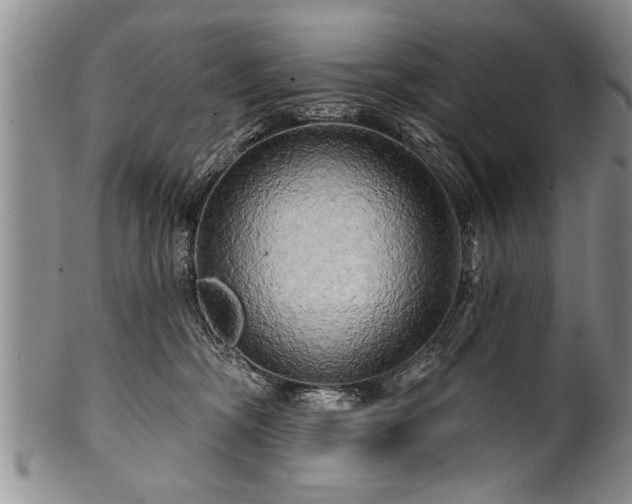 X0000100780326200806261635