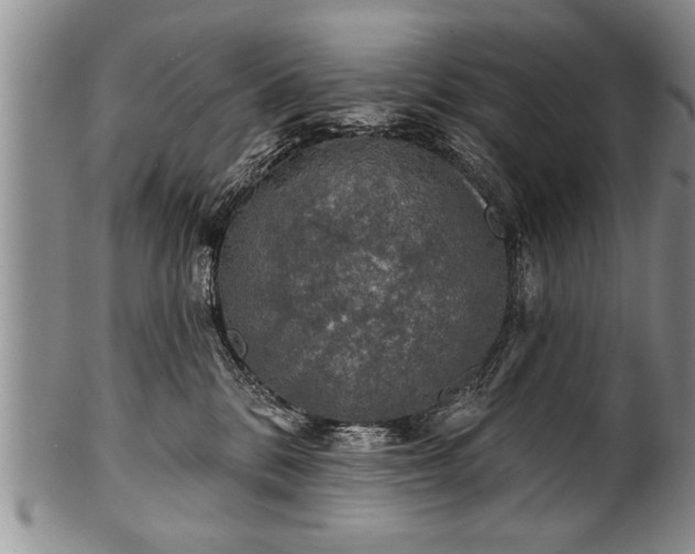 X0000100780328200806261635