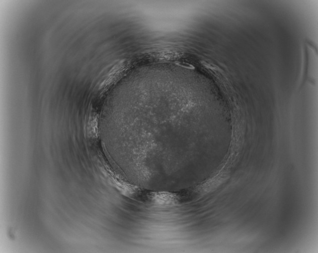 X0000100780336200806261635