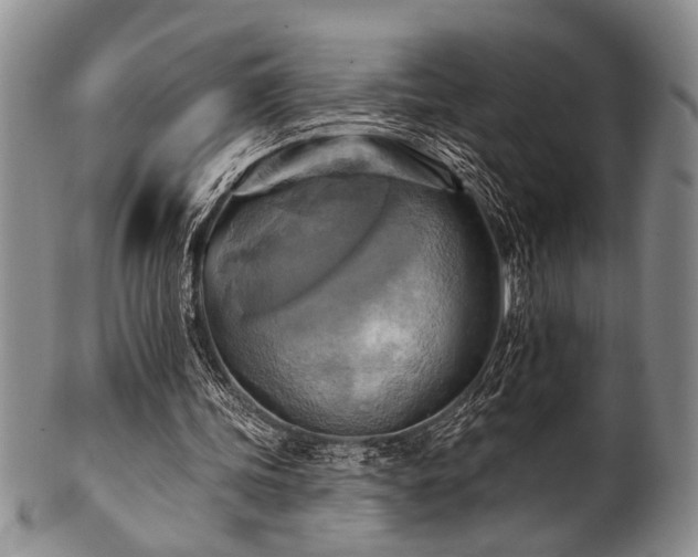 X0000100780339200806261634