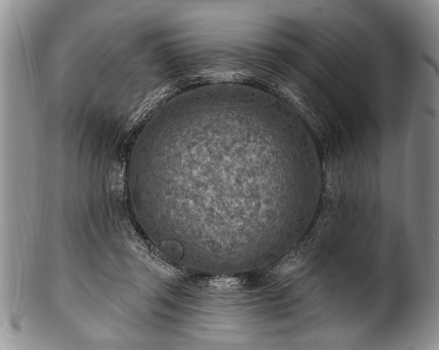 X0000100780357200806261634