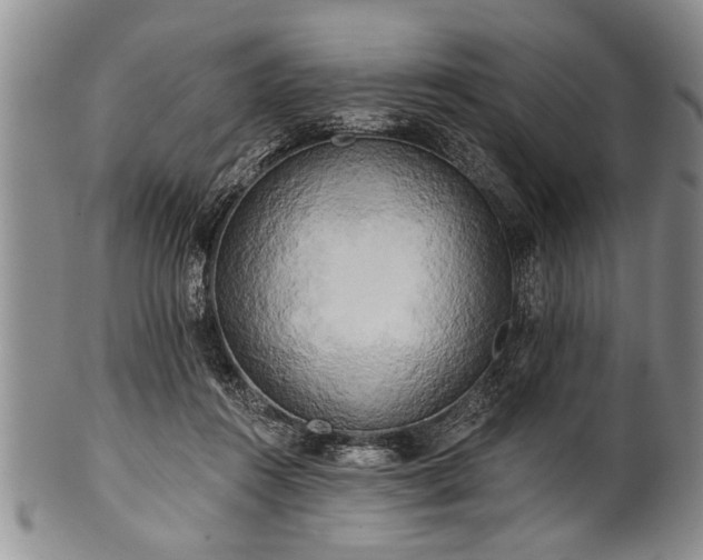 X0000100780360200806261634