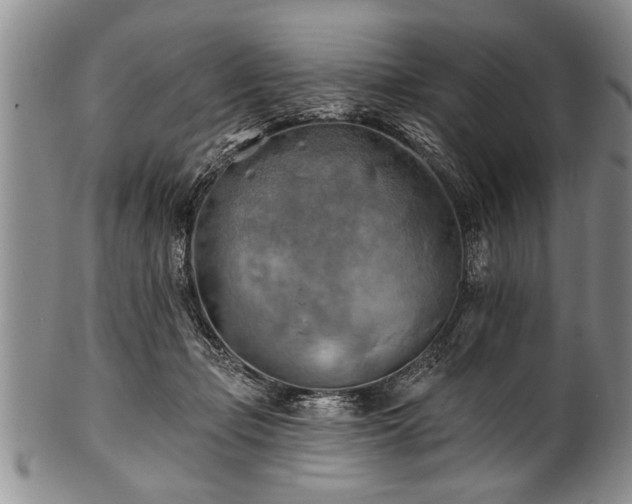 X0000100780365200806261634