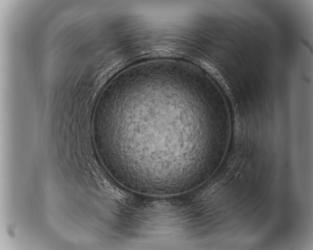 X0000100780481200806261633