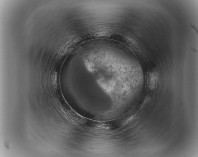 X0000100780550200806261631