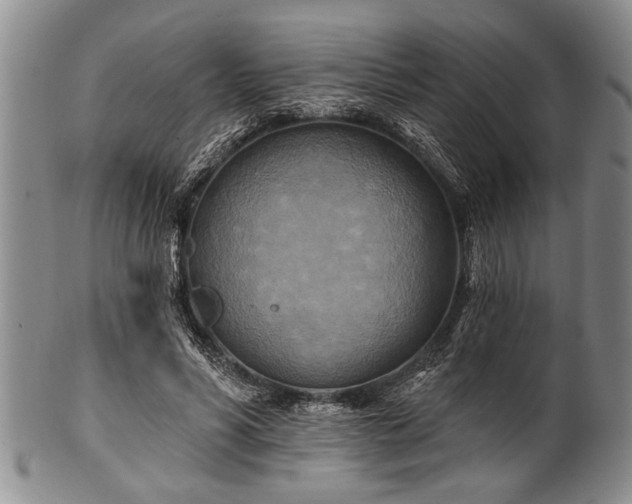 X0000100780590200806261631