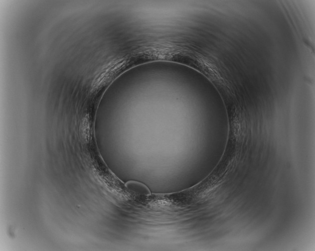 X0000100780594200806261631