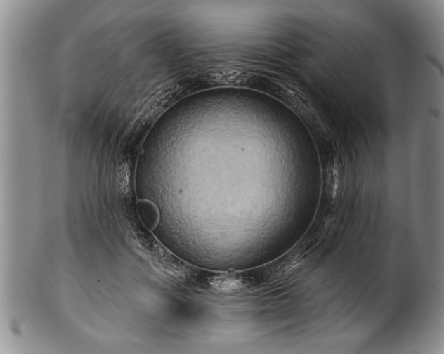 X0000100780602200806261631