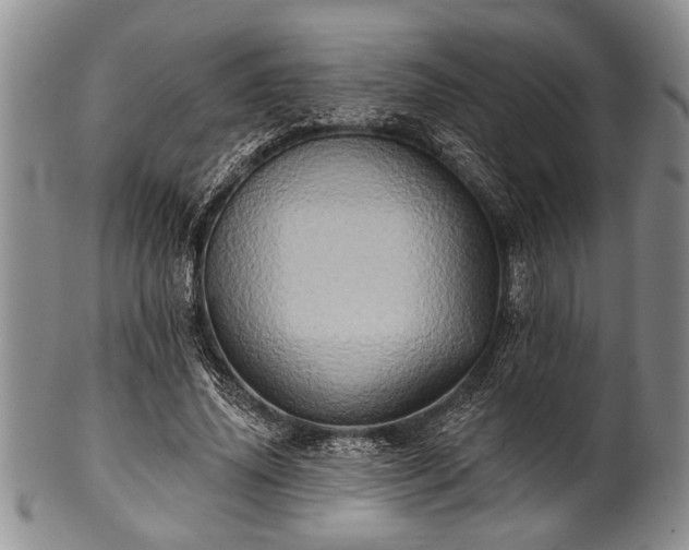 X0000100780636200806261630