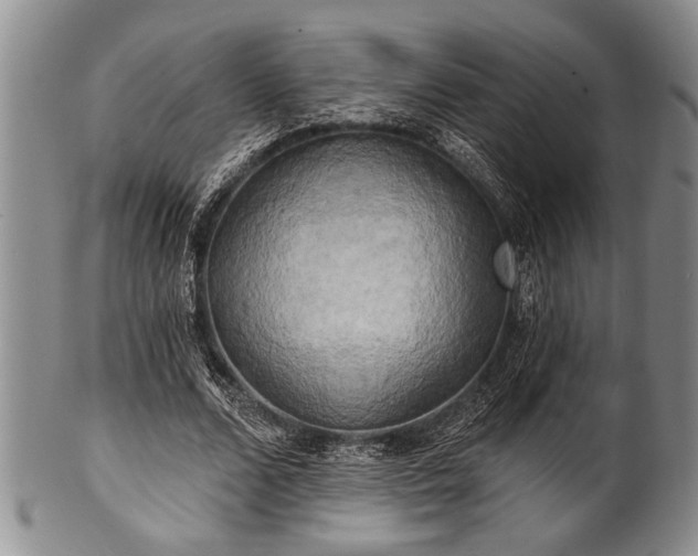 X0000100780680200806261630