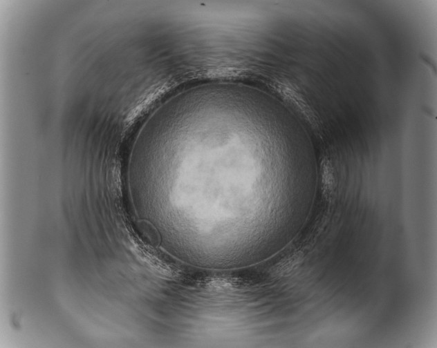 X0000100780684200806261629