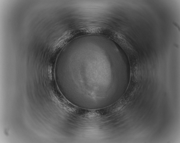 X0000100780696200806261629