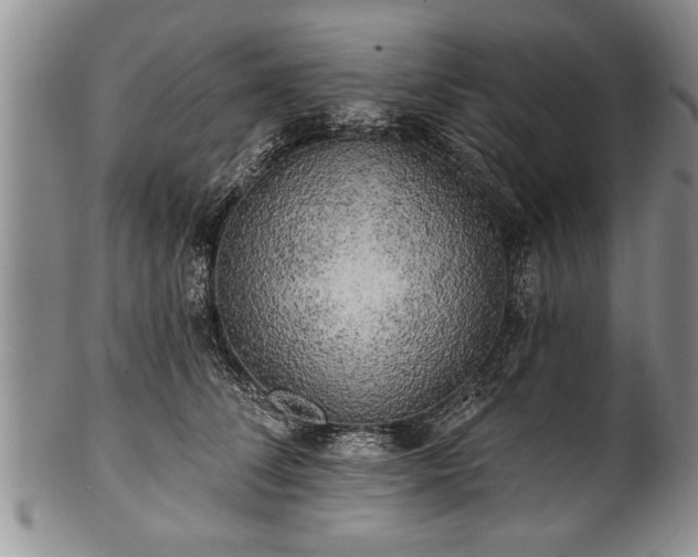 X0000100780708200806261629