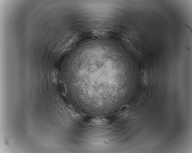 X0000100780712200806261629