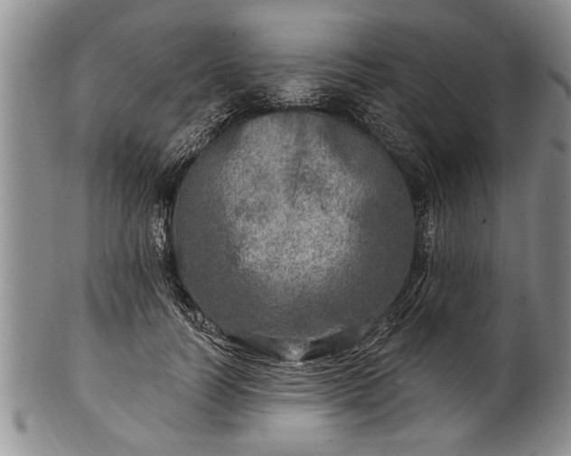 X0000100780746200806261629