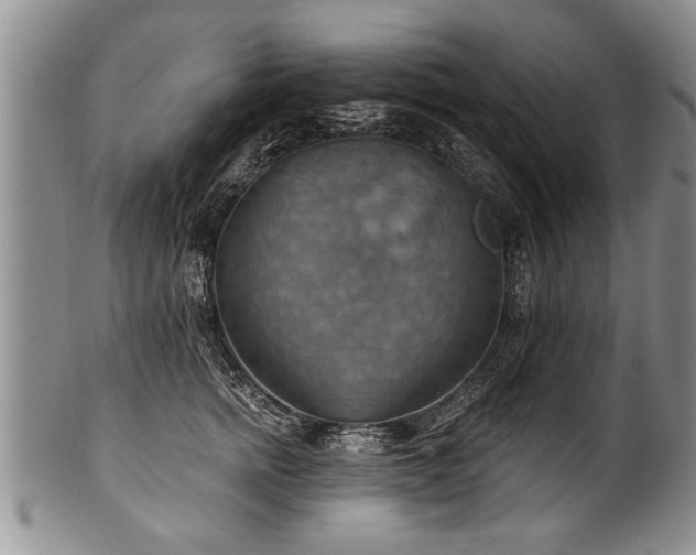 X0000100780758200806261629