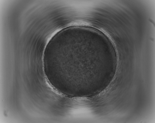 X0000100780864200806261628