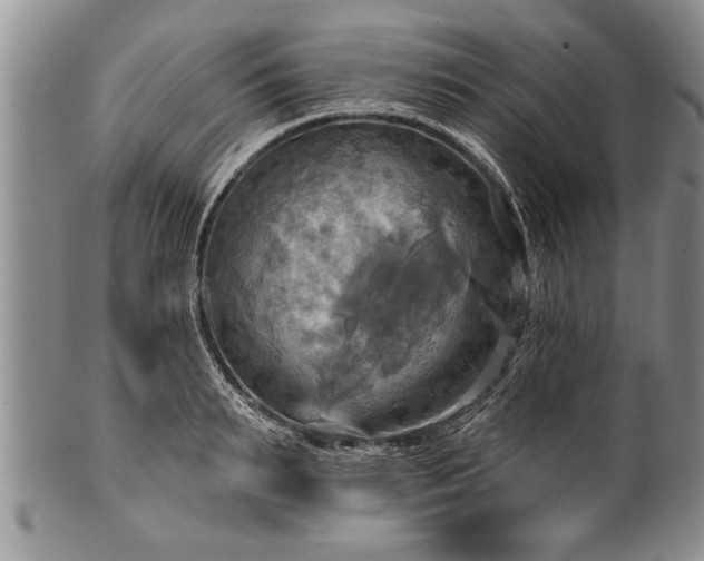 X0000100780895200806261626