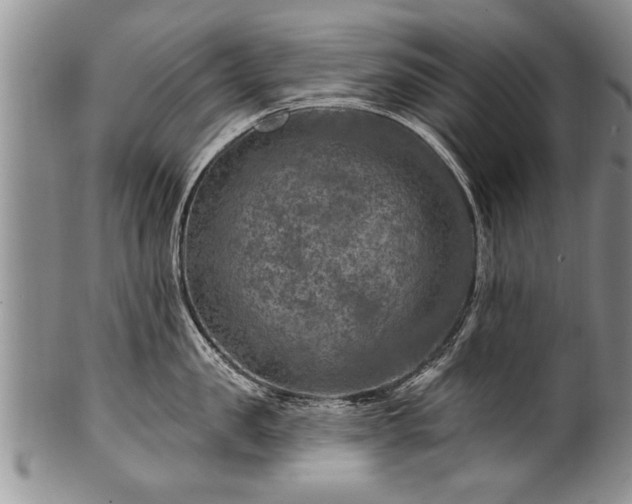 X0000100780957200806261626