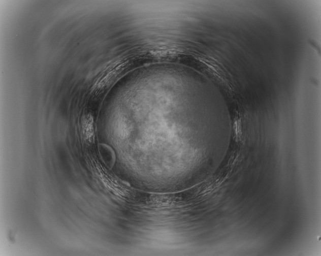 X0000100780963200806261625