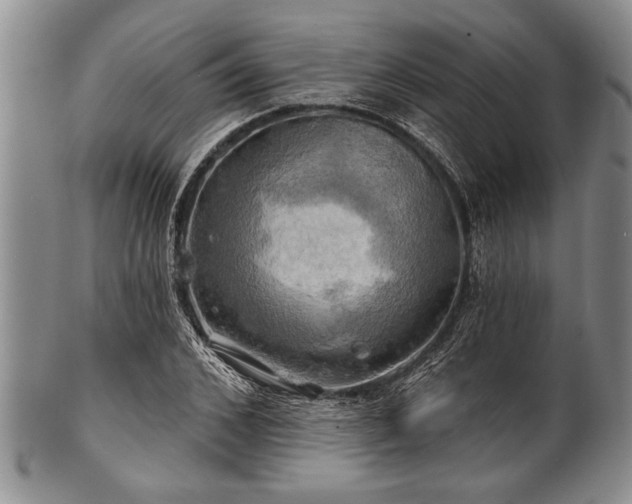 X0000100780976200806261625