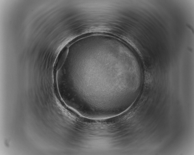 X0000100780980200806261625