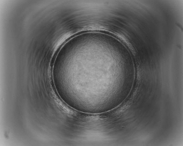 X0000100780990200806261625