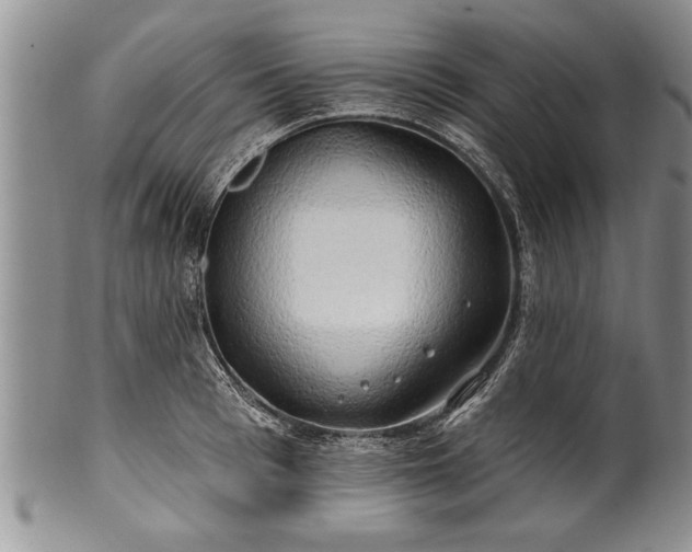 X0000100780993200806261625