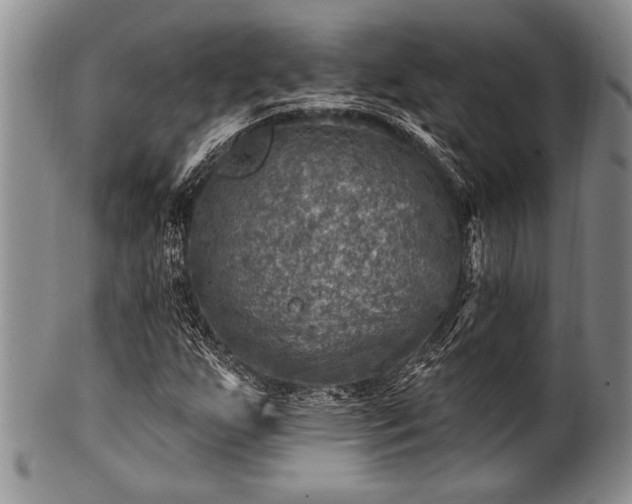 X0000100781255200806261621