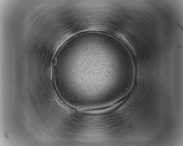 X0000100781276200806261620