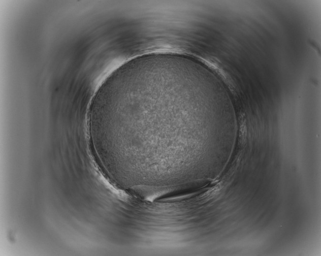 X0000100781375200806261619