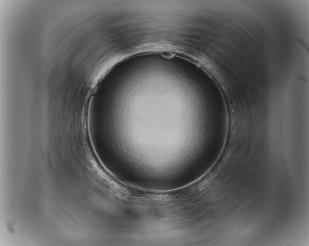 X0000100781382200806261619