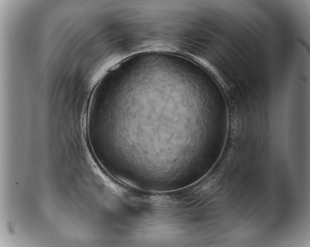 X0000100781383200806261619