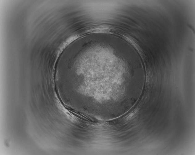 X0000100781434200806261619