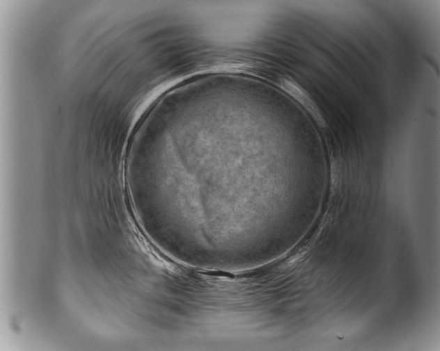 X0000100781436200806261619