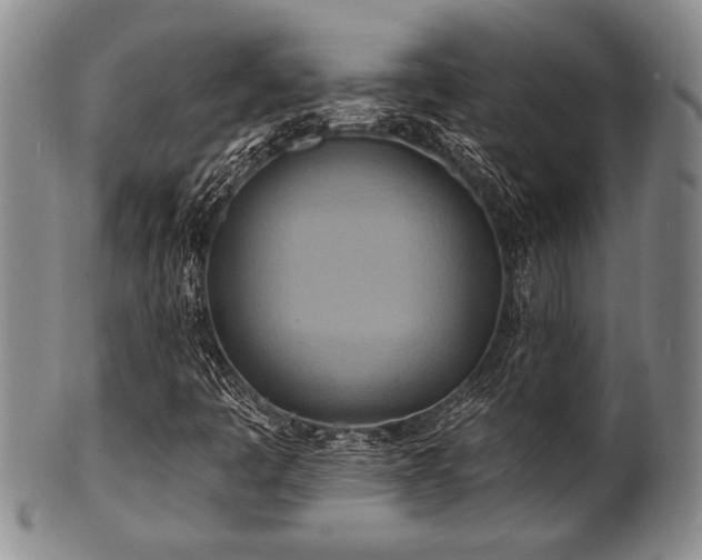 X0000100781445200806261618