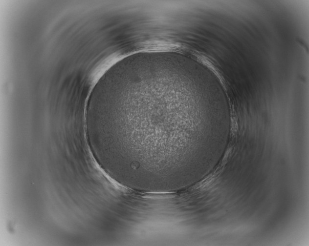 X0000100781487200806261617