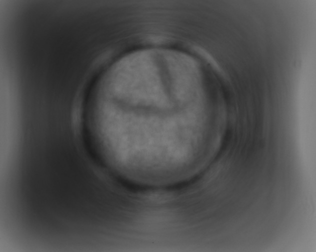 X0000100780736200807031231