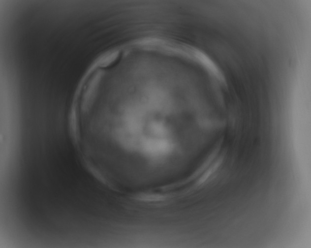 X0000100781100200807031226