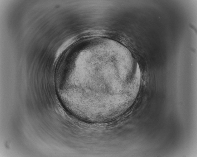 X0000100780004200807101827
