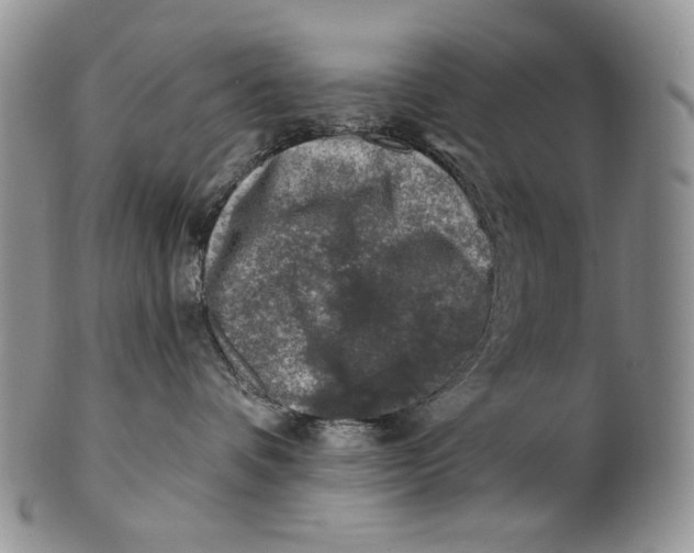 X0000100780336200807101822
