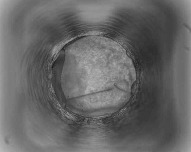 X0000100780337200807101821