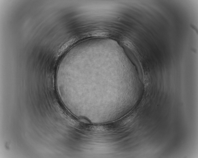 X0000100780349200807101821