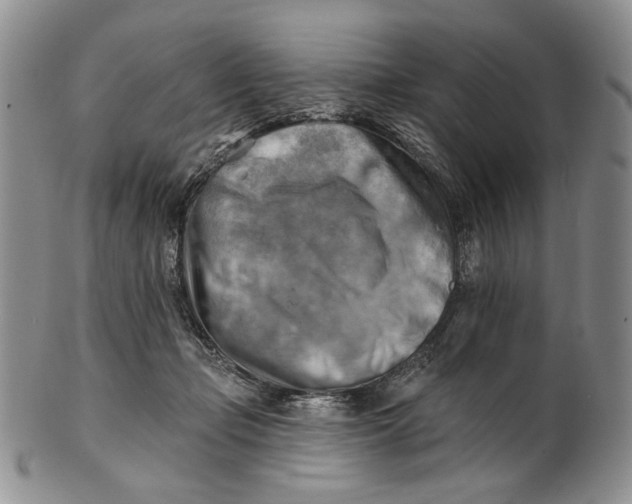 X0000100780365200807101822