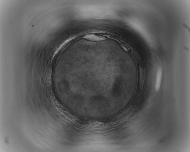 X0000100780387200807101821