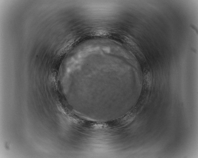 X0000100780415200807101821