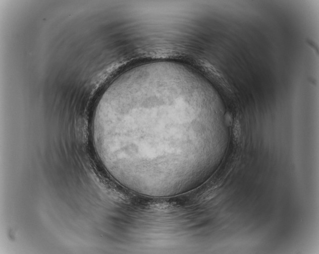 X0000100780540200807101819